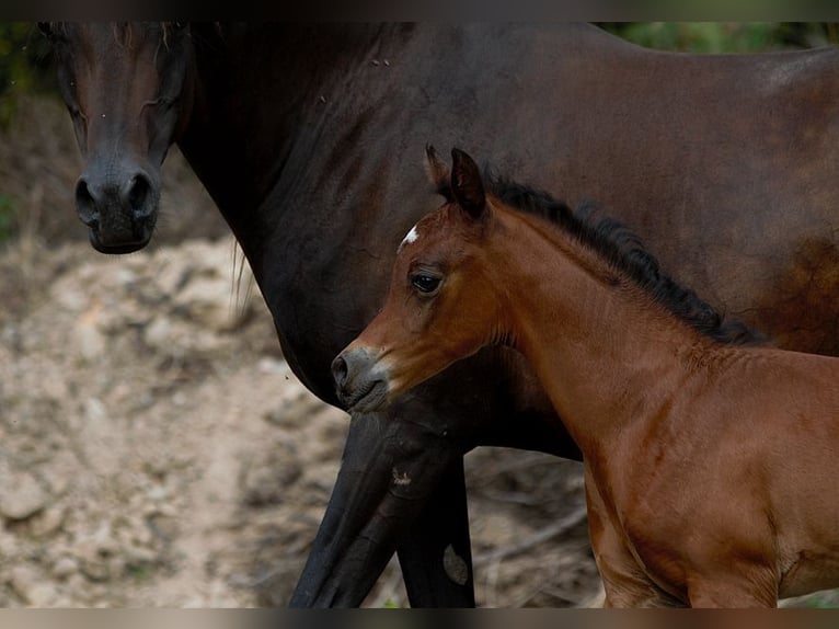 Arabian horses Stallion Foal (01/2025) 15,1 hh Brown in Goven