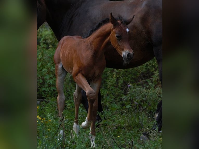 Arabian horses Stallion Foal (01/2025) 15,1 hh Brown in Goven