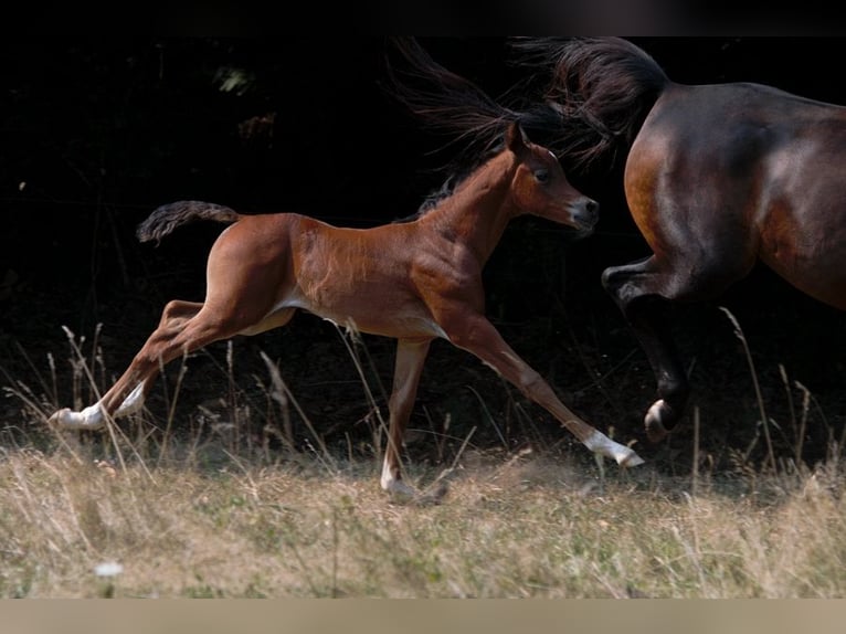 Arabian horses Stallion Foal (01/2025) 15,1 hh Brown in Goven