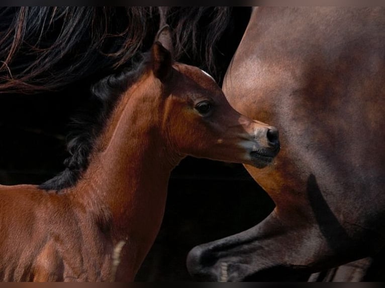 Arabian horses Stallion Foal (01/2025) 15,1 hh Brown in Goven