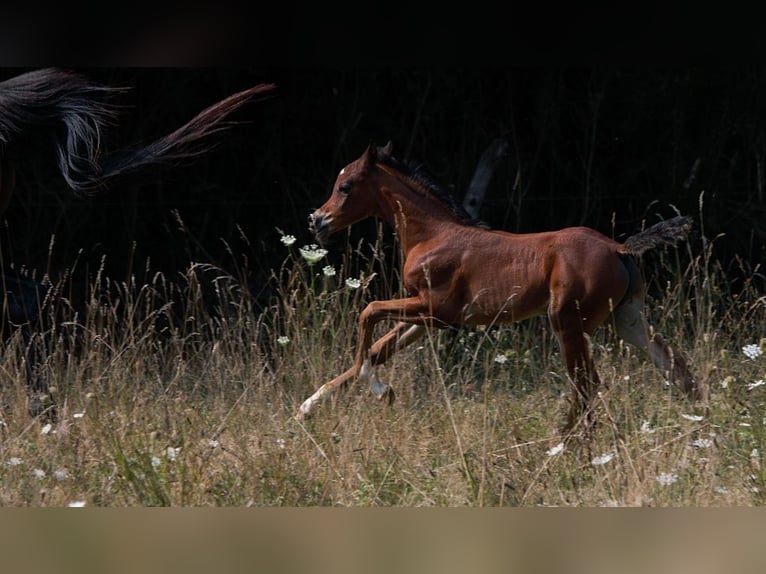 Arabian horses Stallion Foal (01/2025) 15,1 hh Brown in Goven