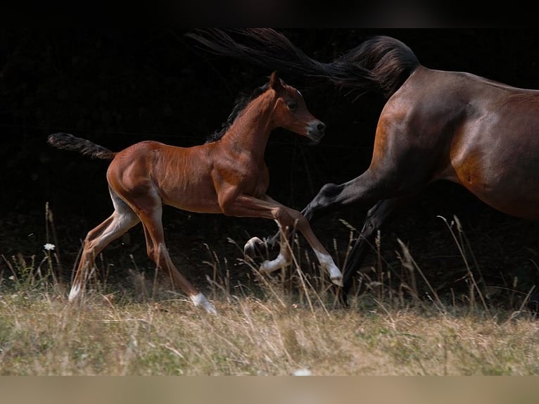 Arabian horses Stallion Foal (01/2025) 15,1 hh Brown in Goven