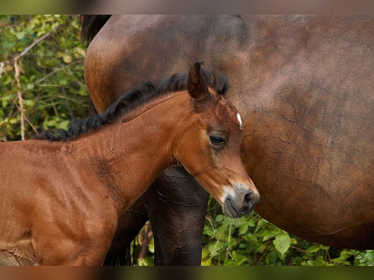 Arabian horses Stallion Foal (01/2025) 15,1 hh Brown in Goven