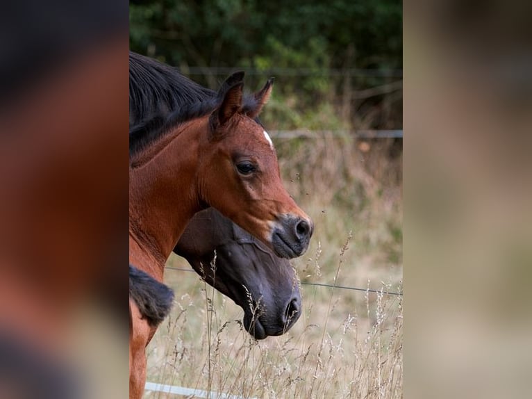 Arabian horses Stallion Foal (01/2025) 15,1 hh Brown in Goven