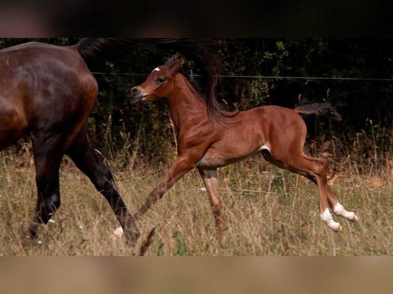 Arabian horses Stallion Foal (01/2025) 15,1 hh Brown in Goven