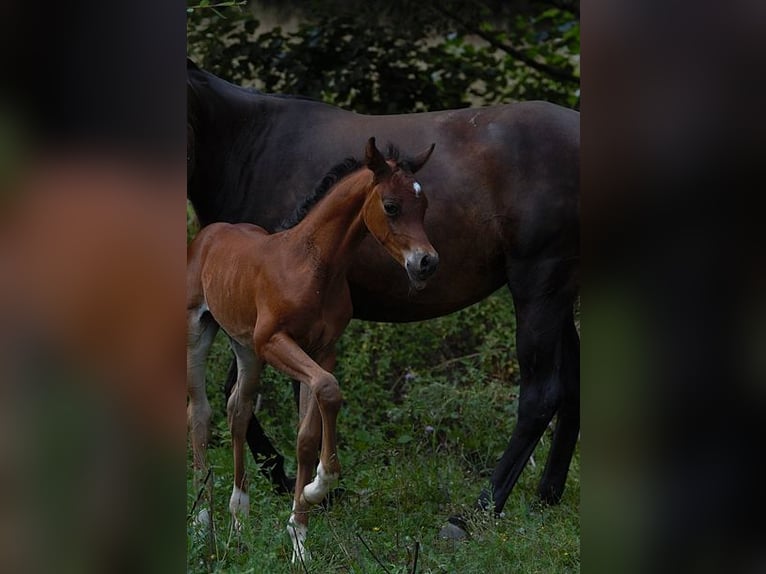 Arabian horses Stallion Foal (01/2025) 15,1 hh Brown in Goven