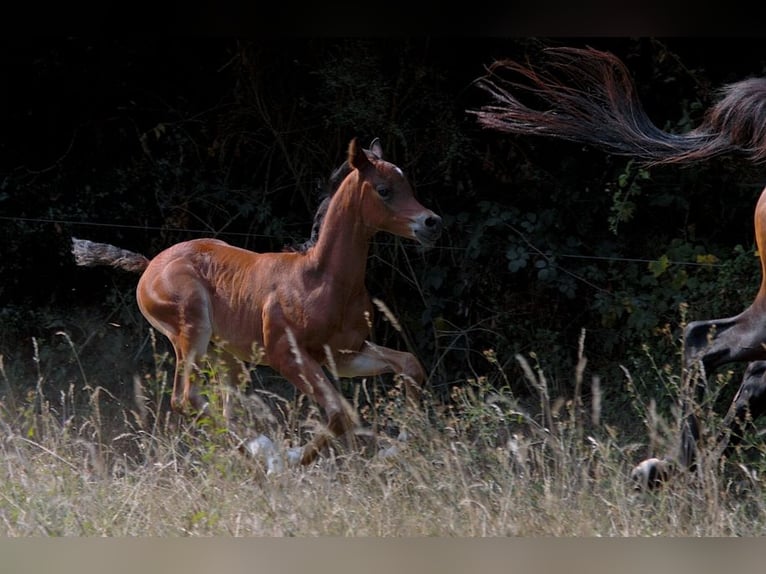 Arabian horses Stallion Foal (01/2025) 15,1 hh Brown in Goven