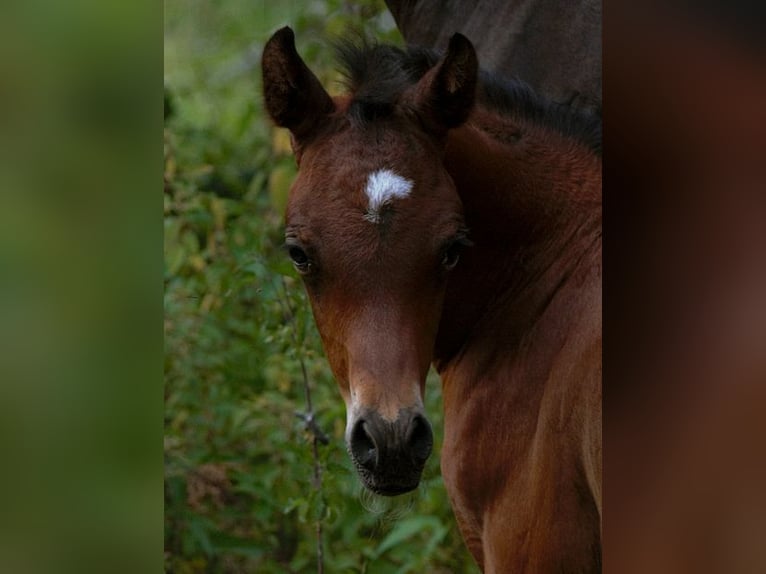 Arabian horses Stallion Foal (01/2025) 15,1 hh Brown in Goven