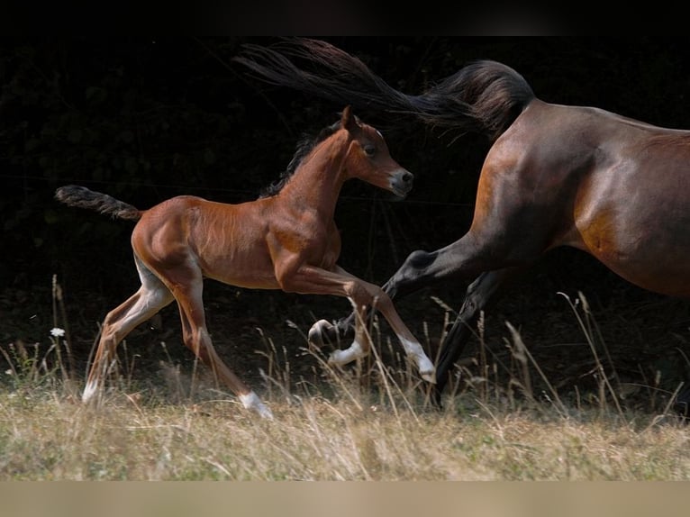 Arabian horses Stallion Foal (01/2025) 15,1 hh Brown in Goven