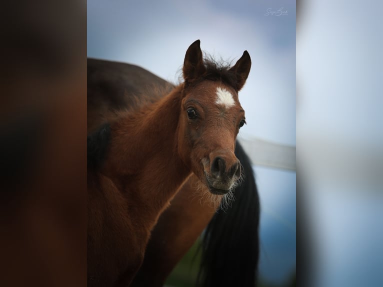 Arabian horses Stallion  15,1 hh Brown in Johanniskirchen