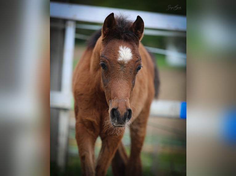 Arabian horses Stallion  15,1 hh Brown in Johanniskirchen