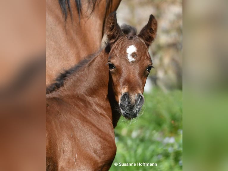 Arabian horses Stallion Foal (03/2026) 15,1 hh Brown in Mörsdorf