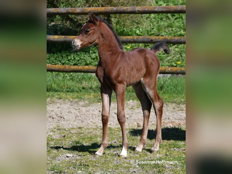 Arabian horses Stallion Foal (03/2026) 15,1 hh Brown in Mörsdorf