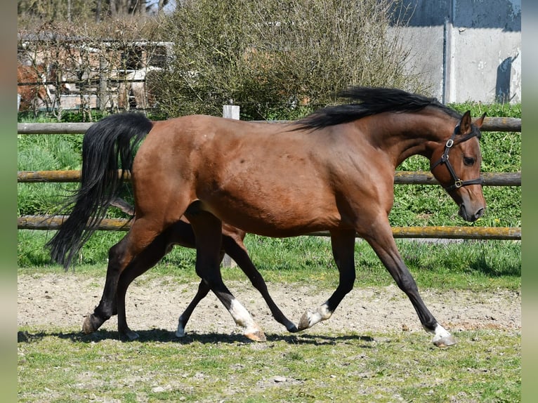 Arabian horses Stallion Foal (03/2026) 15,1 hh Brown in Mörsdorf