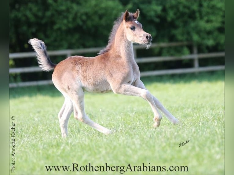 Arabian horses Stallion  15,1 hh Gray-Dark-Tan in Monheim