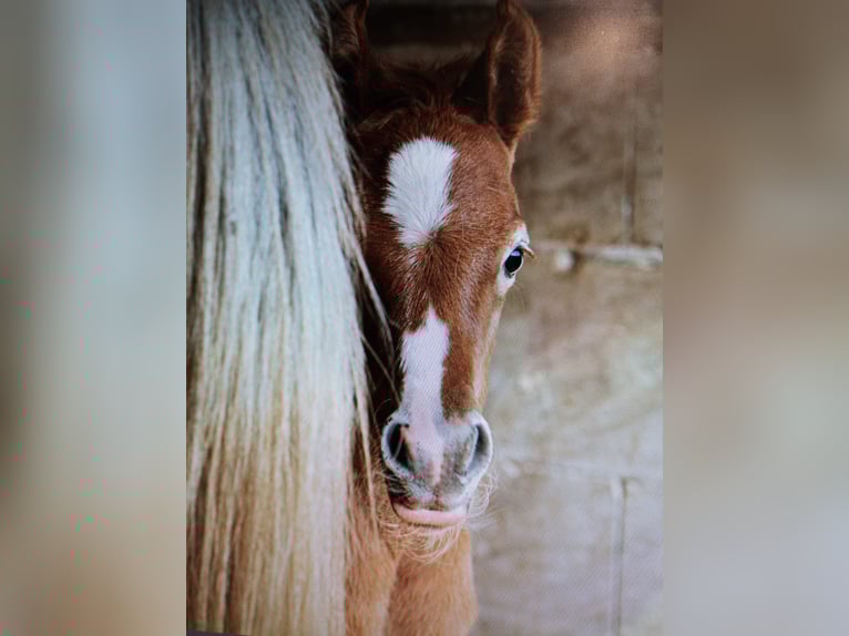 Arabian horses Stallion Foal (04/2025) 15,1 hh Grey in Gem&#xFC;nden (Felda)