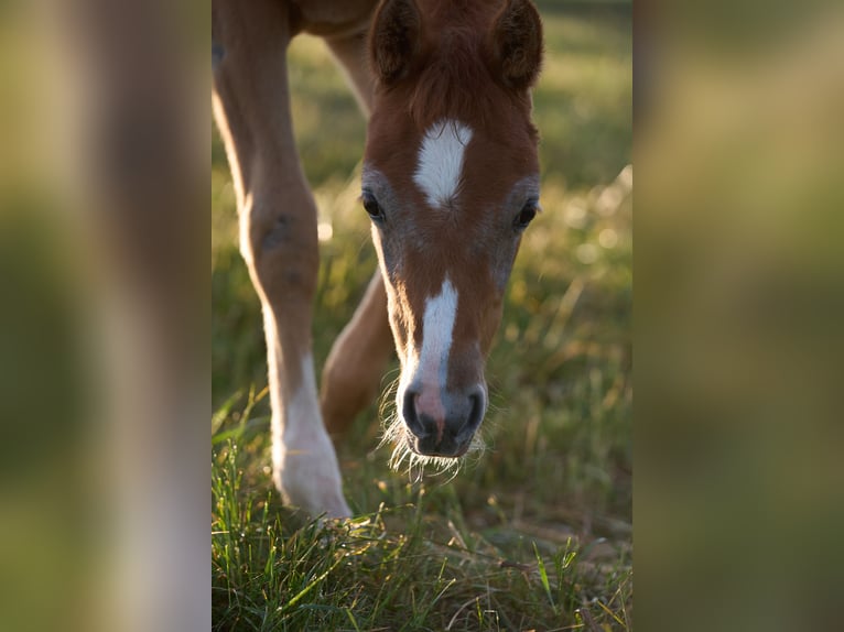 Arabian horses Stallion Foal (04/2025) 15,1 hh Grey in Gem&#xFC;nden (Felda)