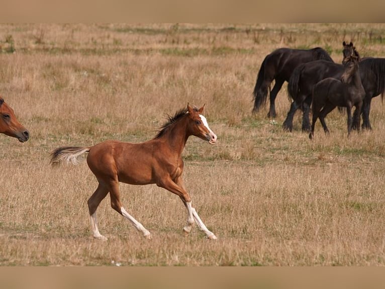 Arabian horses Stallion Foal (01/2025) 15,1 hh Sabino in Goven