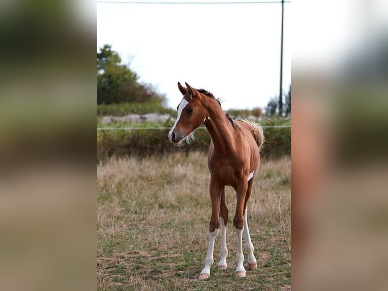 Arabian horses Stallion Foal (01/2025) 15,1 hh Sabino in Goven