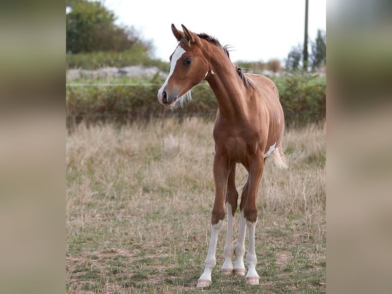 Arabian horses Stallion Foal (01/2025) 15,1 hh Sabino in Goven