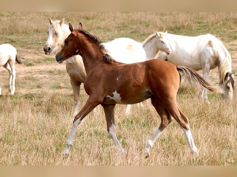 Arabian horses Stallion Foal (01/2025) 15,1 hh Sabino in Goven
