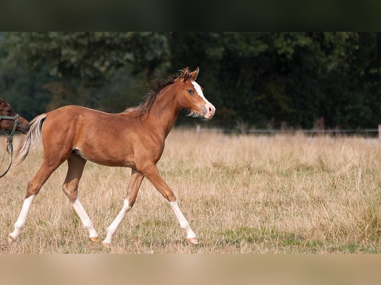 Arabian horses Stallion Foal (01/2025) 15,1 hh Sabino in Goven
