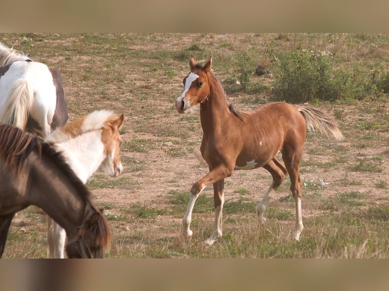 Arabian horses Stallion Foal (01/2025) 15,1 hh Sabino in Goven