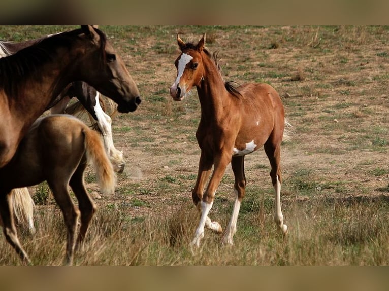 Arabian horses Stallion Foal (01/2025) 15,1 hh Sabino in Goven