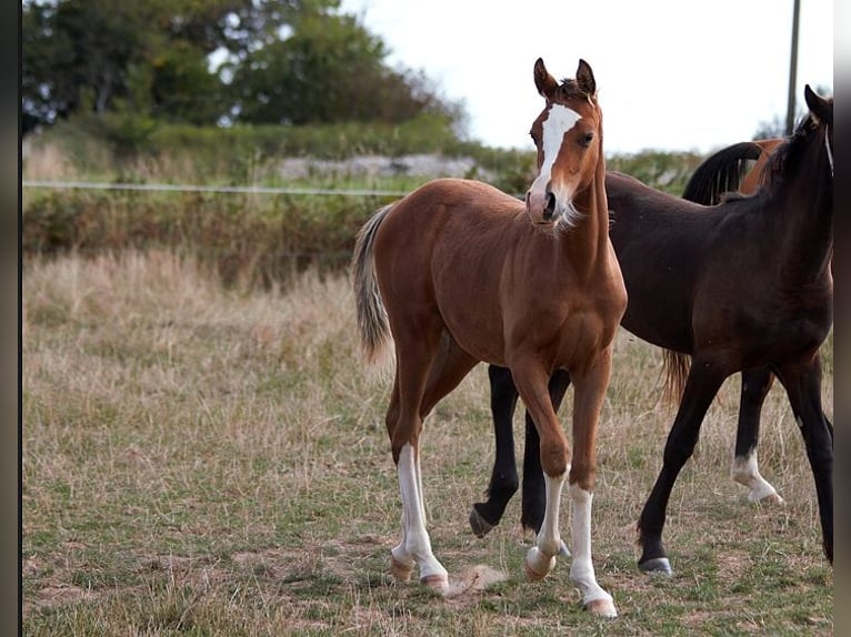 Arabian horses Stallion Foal (01/2025) 15,1 hh Sabino in Goven