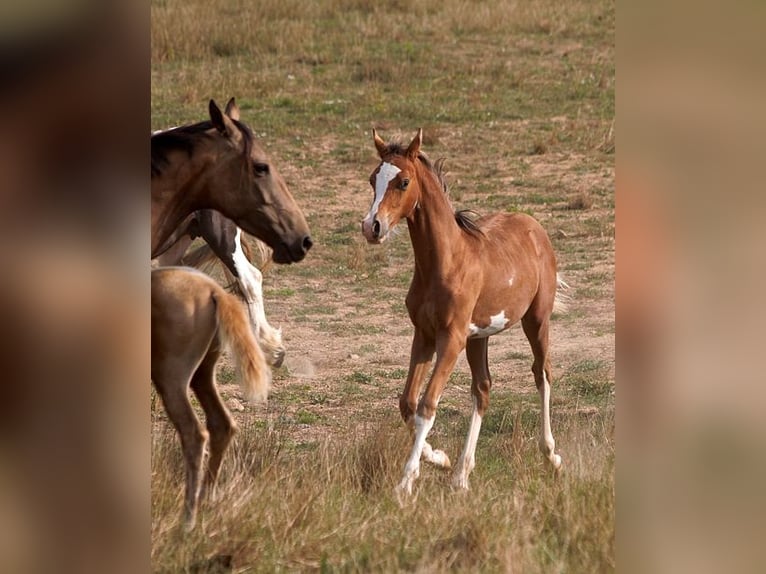 Arabian horses Stallion Foal (01/2025) 15,1 hh Sabino in Goven