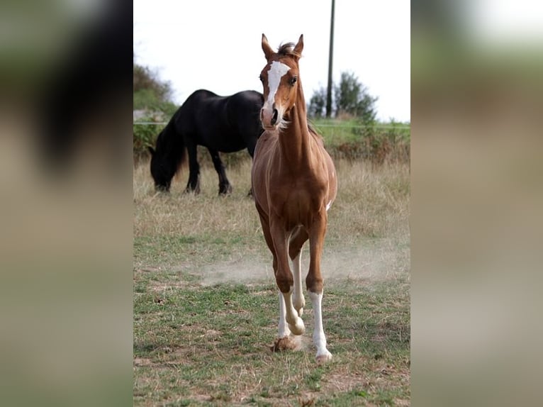Arabian horses Stallion Foal (01/2025) 15,1 hh Sabino in Goven