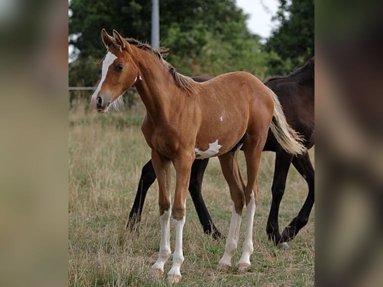 Arabian horses Stallion Foal (01/2025) 15,1 hh Sabino in Goven