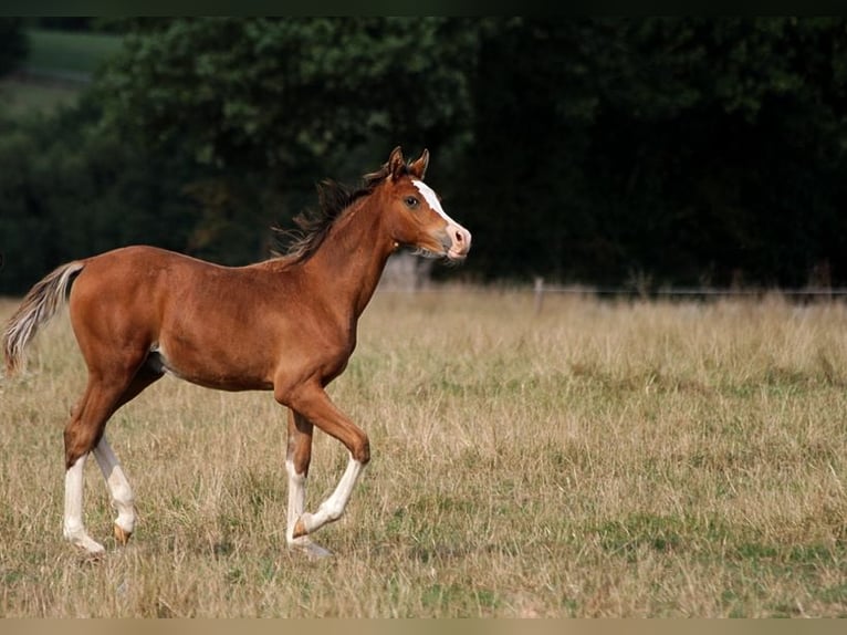 Arabian horses Stallion Foal (01/2025) 15,1 hh Sabino in Goven