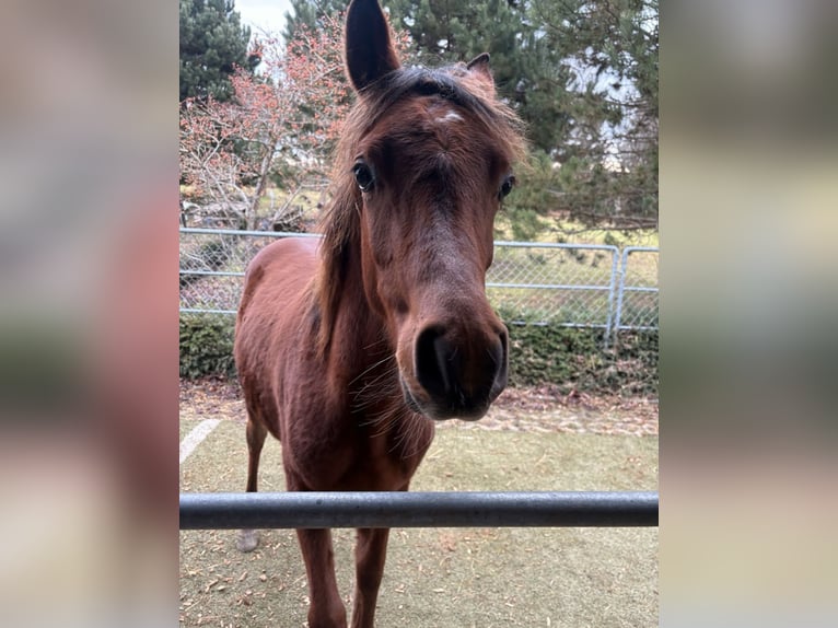 Arabian horses Stallion Foal (02/2025) 15,2 hh Brown in Leibertingen