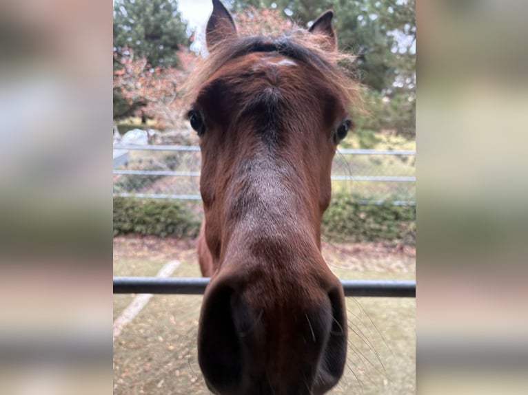 Arabian horses Stallion Foal (02/2025) 15,2 hh Brown in Leibertingen