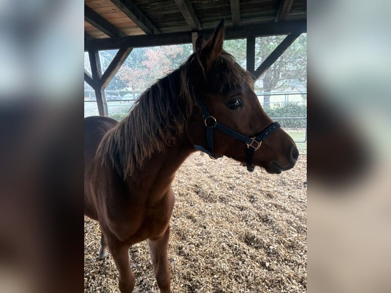 Arabian horses Stallion Foal (02/2025) 15,2 hh Brown in Leibertingen