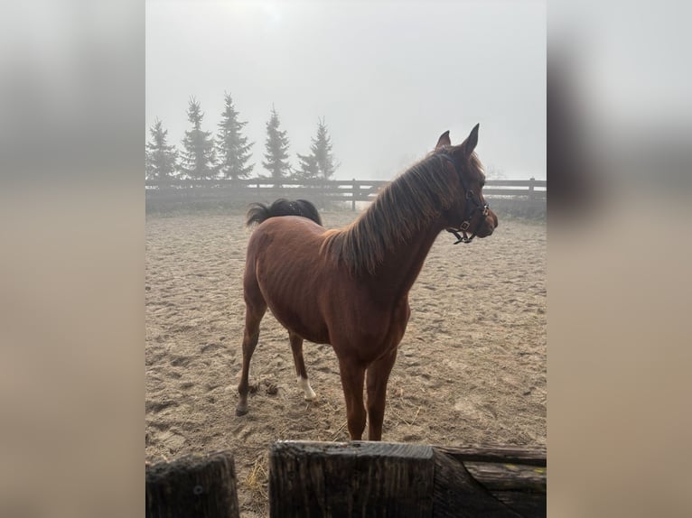 Arabian horses Stallion Foal (02/2025) 15,2 hh Brown in Leibertingen