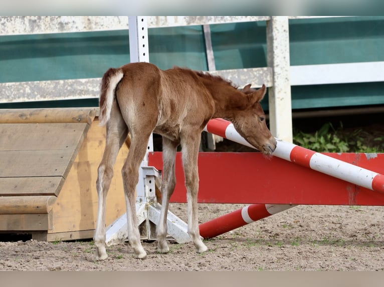 Arabian horses Stallion  15,2 hh Can be white in Bad Oldesloe