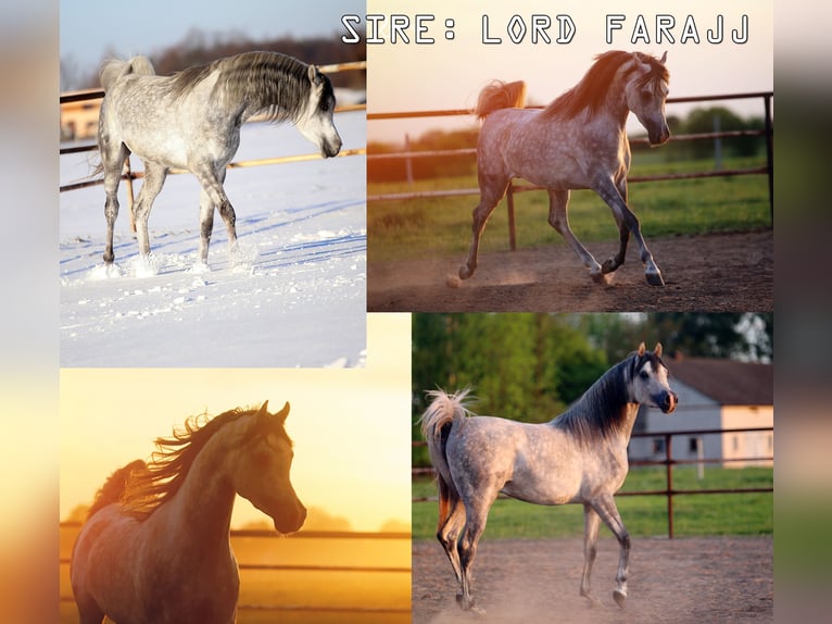 Arabian horses Stallion  15,2 hh Gray in Stryk&#xF3;w