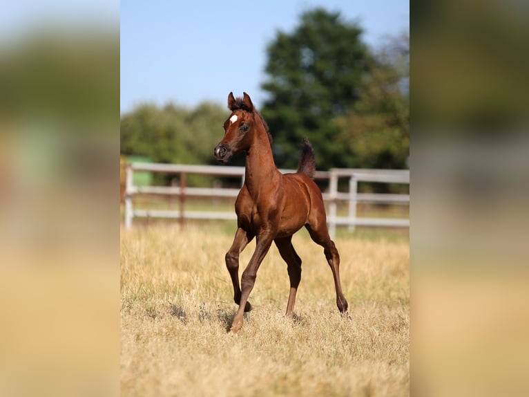 Arabian horses Stallion  15,2 hh Gray in Stryk&#xF3;w