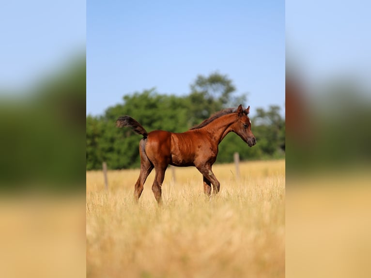 Arabian horses Stallion  15,2 hh Gray in Stryk&#xF3;w