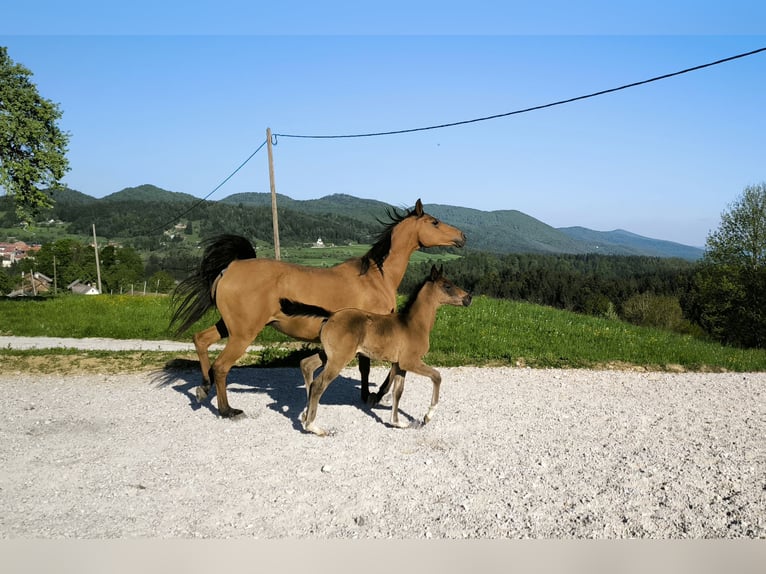 Arabian horses Stallion  15,2 hh Gray in Ortnek