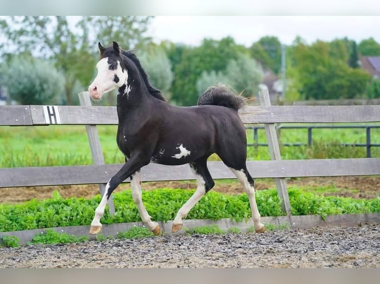 Arabian horses Stallion  9,2 hh Brown in Cromvoirt