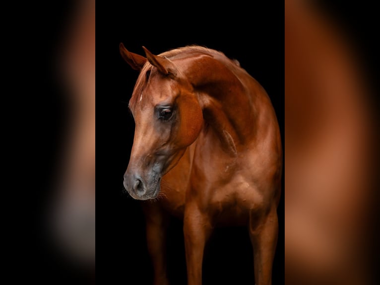 Arabian horses Stallion  9,2 hh Brown in Cromvoirt