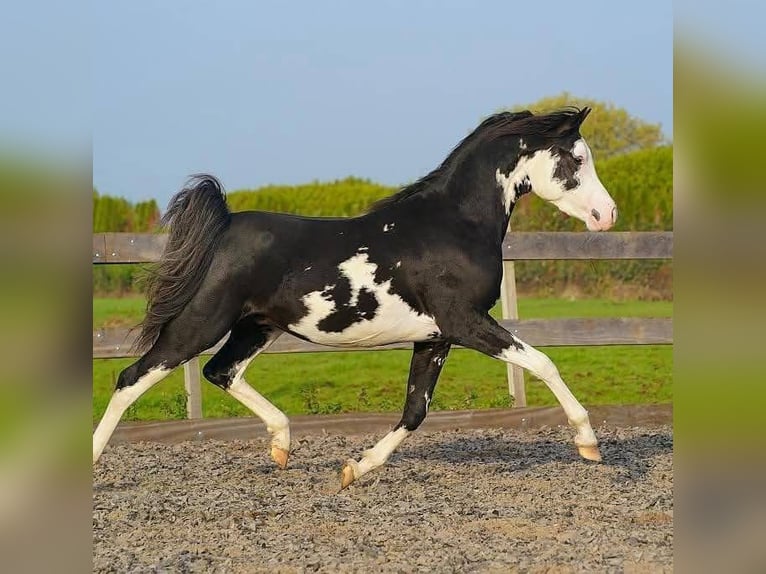 Arabian horses Stallion  9,2 hh Brown in Cromvoirt