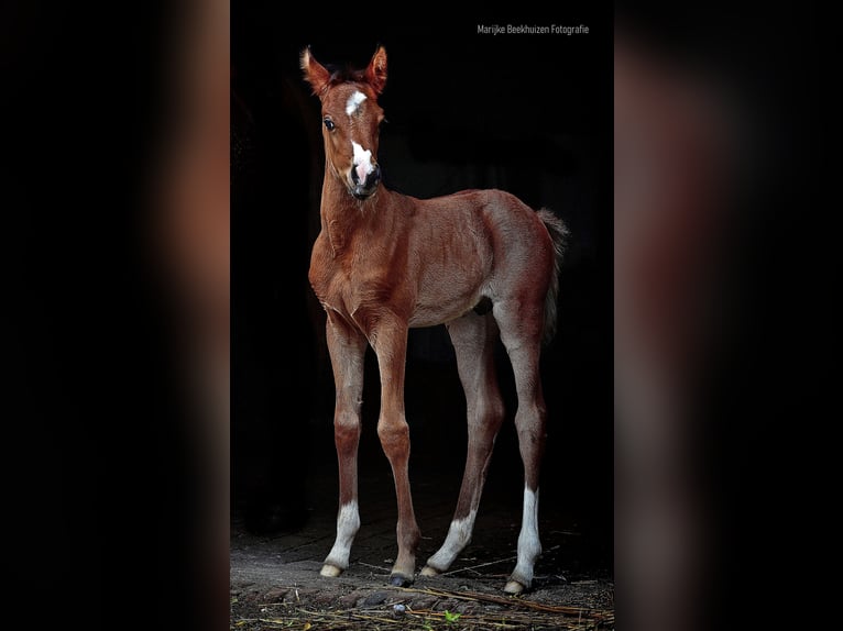 Arabian horses Stallion  9,2 hh Brown in Cromvoirt