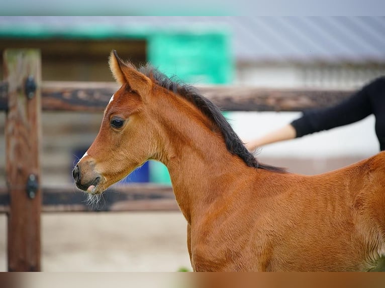 Arabian horses Stallion  9,2 hh Brown in Cromvoirt