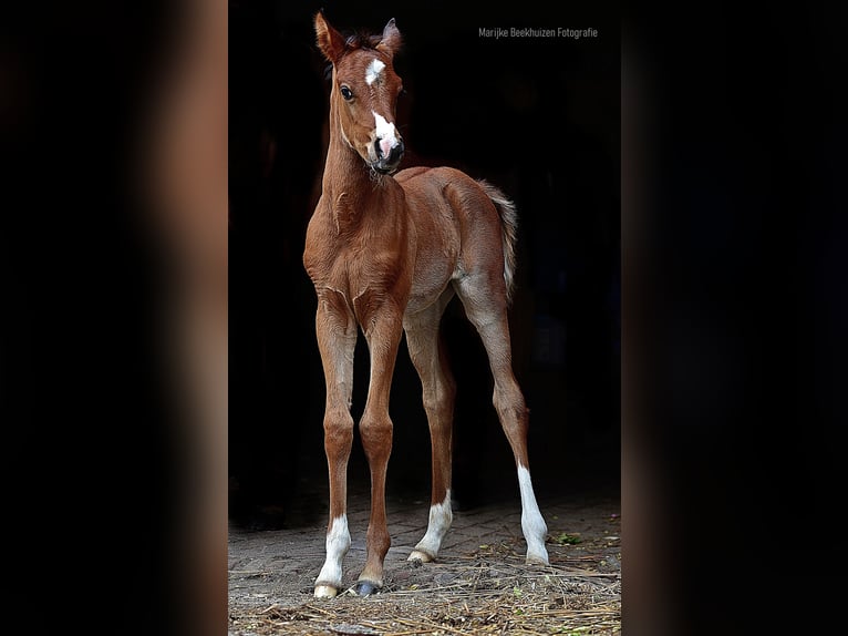 Arabian horses Stallion  9,2 hh Brown in Cromvoirt