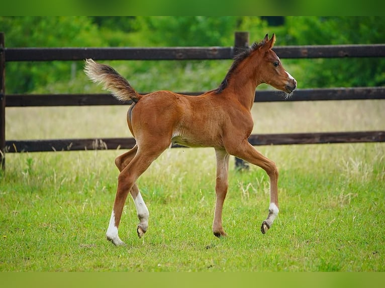 Arabian horses Stallion  9,2 hh Brown in Cromvoirt