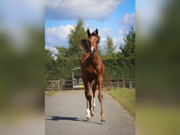Arabian horses Stallion Foal (01/2025) 9,2 hh Brown in Cromvoirt
